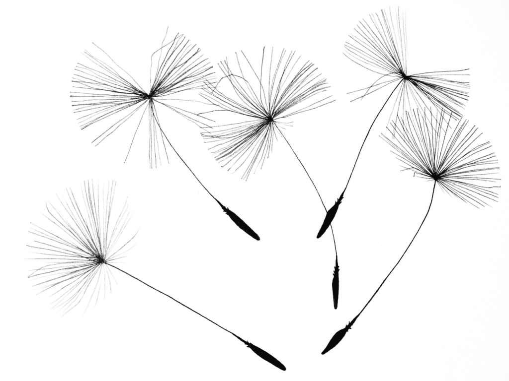 たんぽぽのタネ