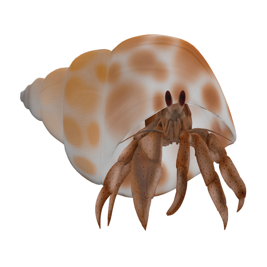 ヤドカリのイラスト