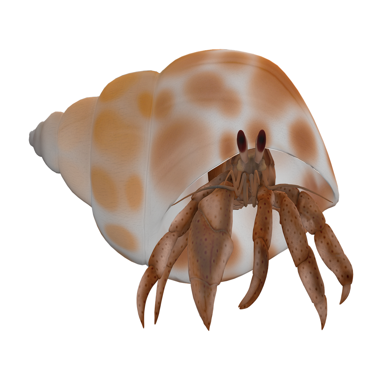 ヤドカリのイラスト